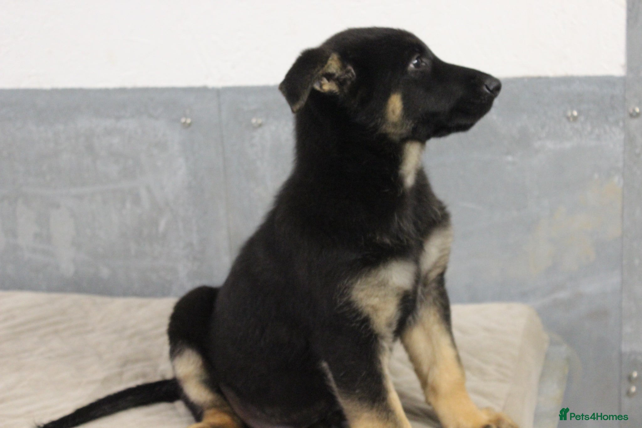 German Shepherd dogs for sale: German Shepherd Puppies  - Advert 16