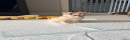 Chihuahua dogs for sale: Long coat chihuahua  - Advert 9