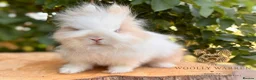 Lionhead rabbits for sale: Fully Vaccinated Lionheads Ready Now  - Advert 14