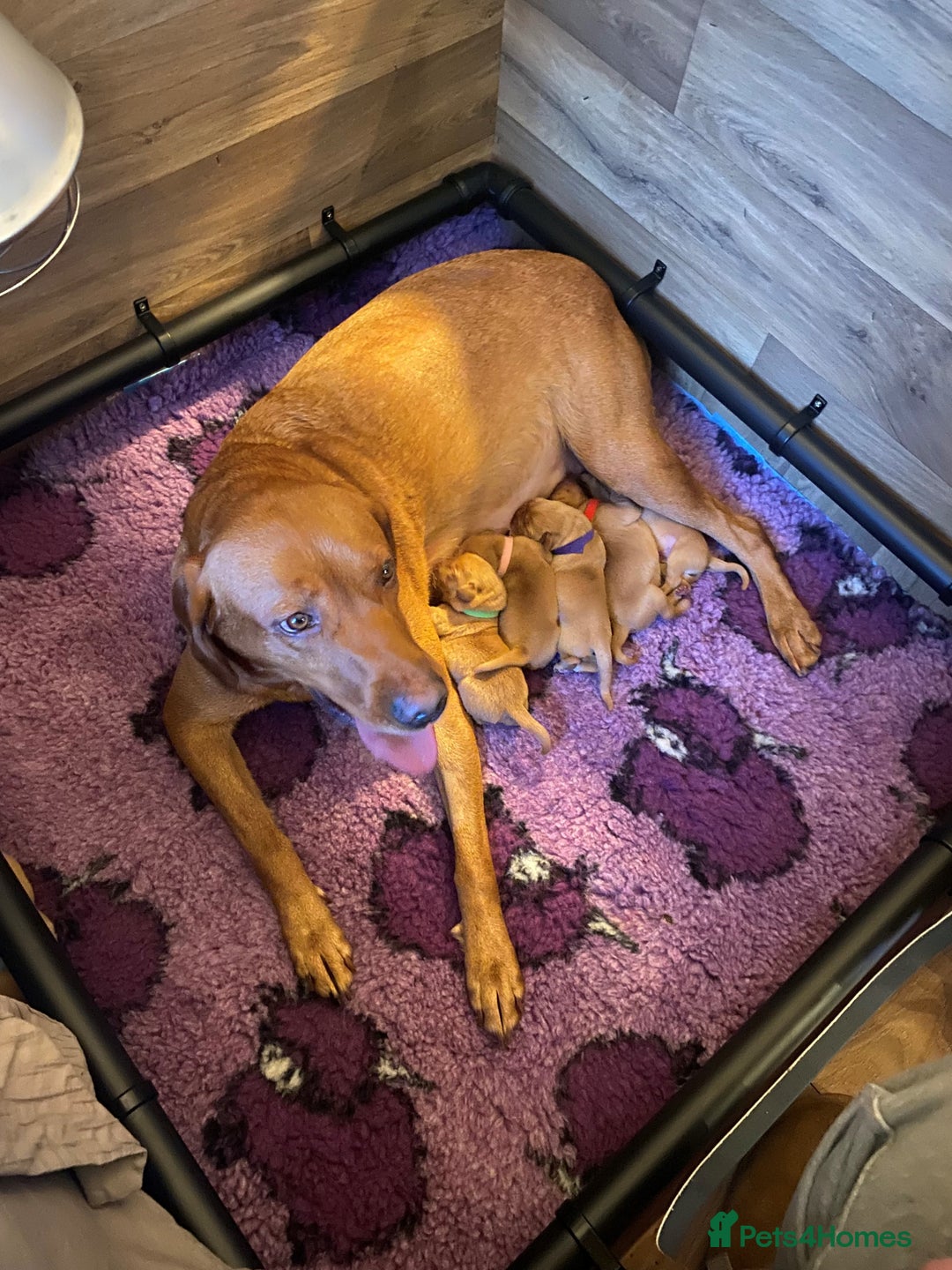 Labrador Retriever dogs for sale: Health Tested FTCH Sired Working Labrador Puppies - Advert 2