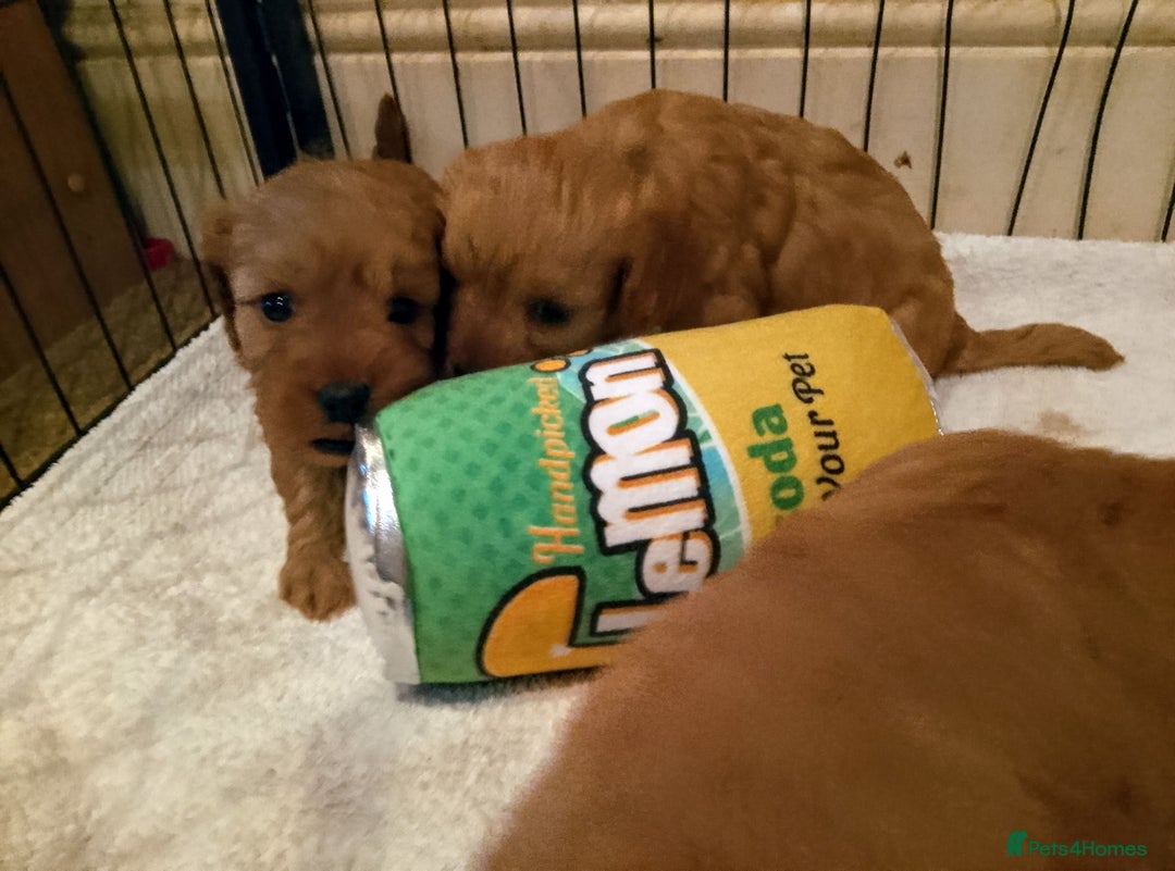 Cavapoo dogs for sale: F1 Cavapoo Pups  - Image 7