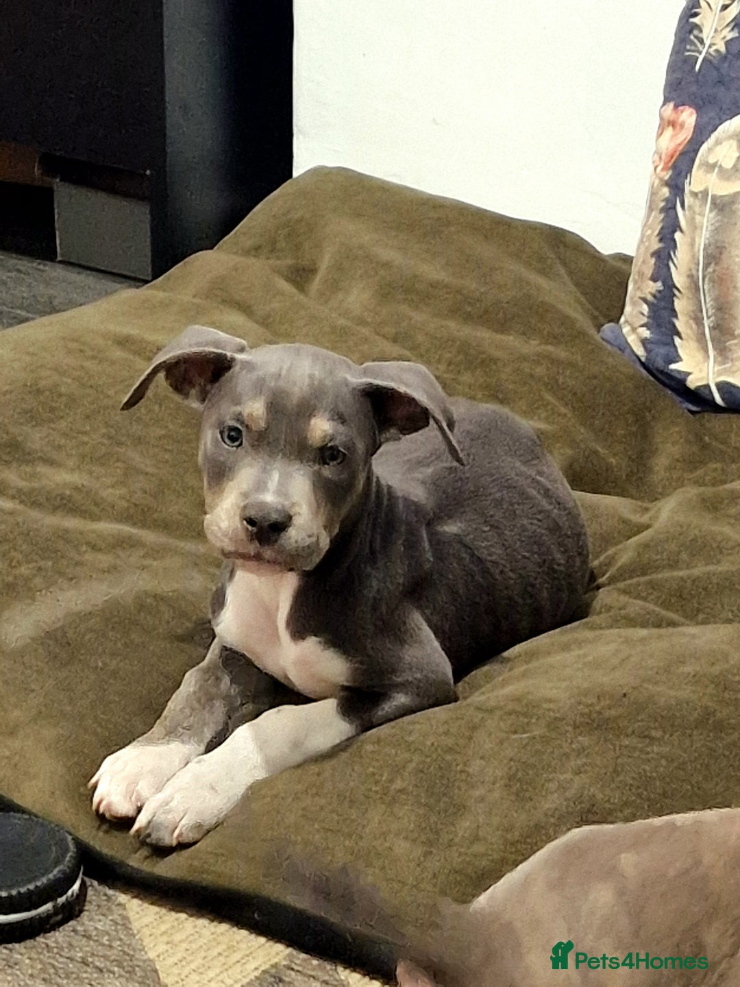 Mixed Breed dogs for sale: Blue and blue brindle staffy x bulldog  - Image 3