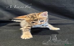 Savannah cats for sale: Exceptional Quality Tica Registr. Savannah Kittens - Image 29