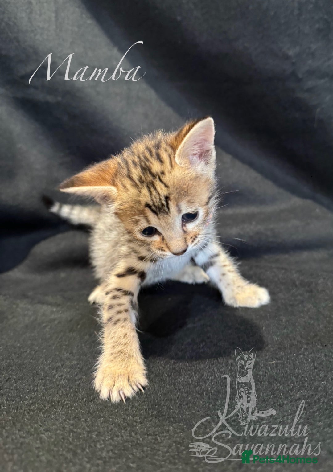 Savannah cats for sale: Exceptional Quality Tica Registr. Savannah Kittens - Image 29