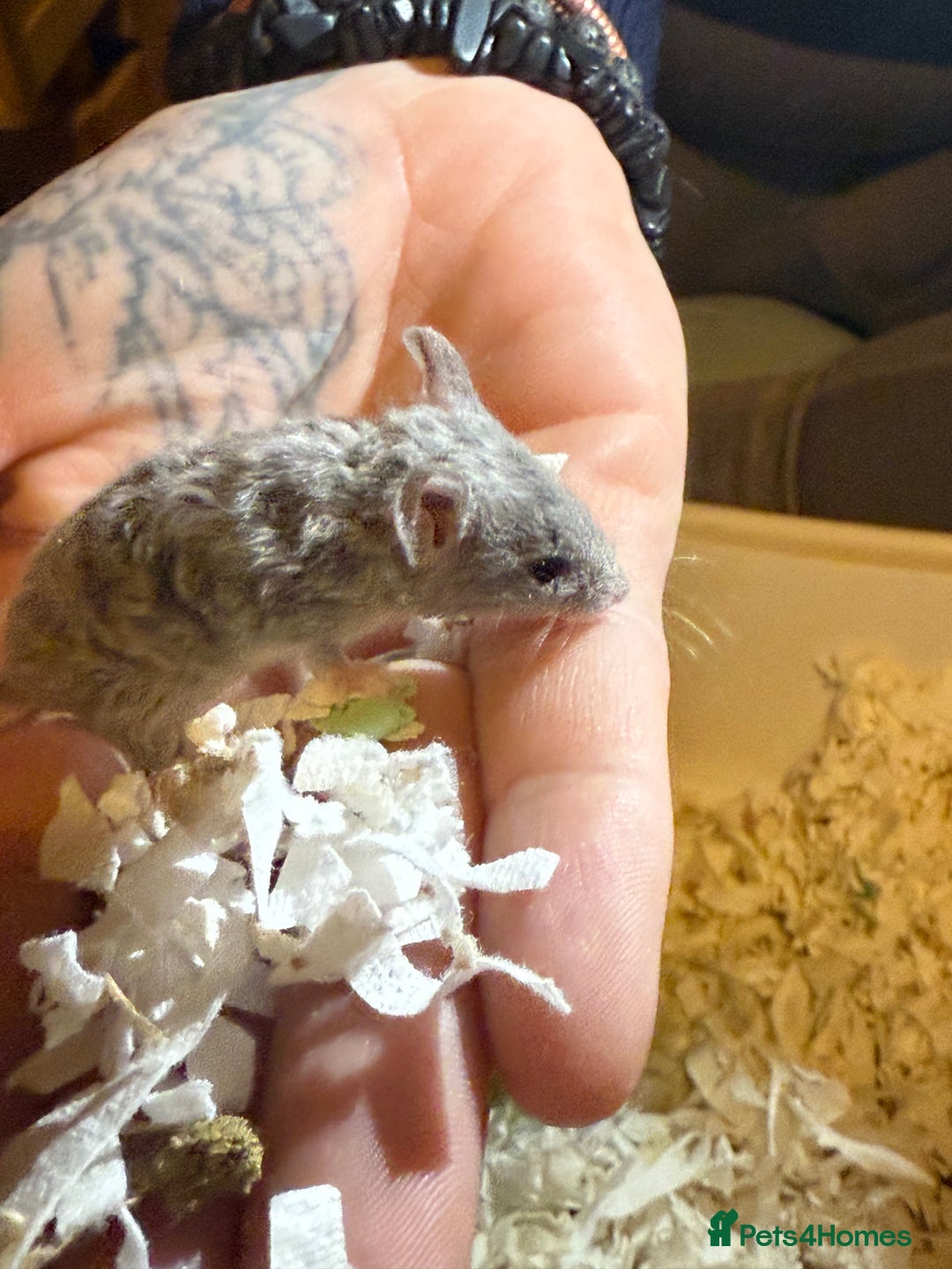 Mouse rodents for sale: Fancy mice lots of males and females available  - Advert 10