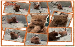 British Shorthair cats for sale: British shorthair kittens - Advert 5