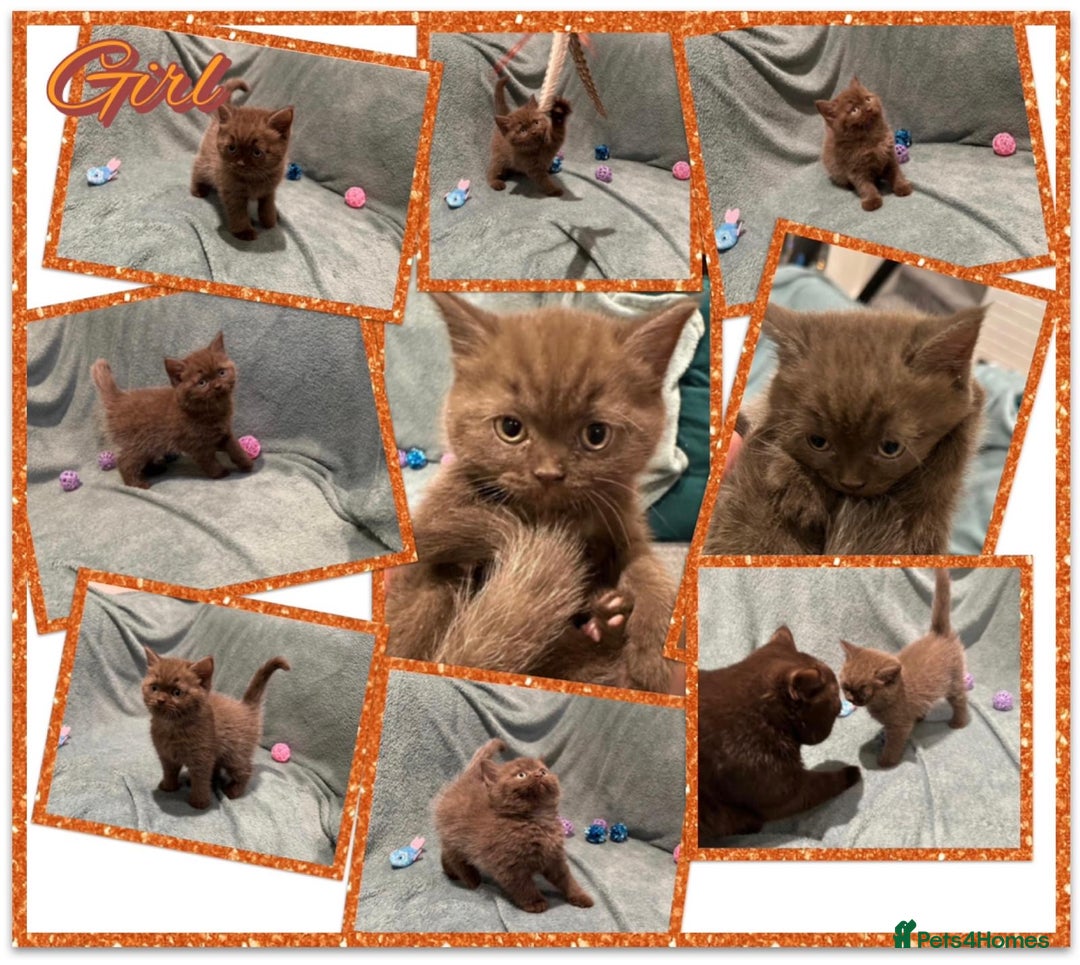 British Shorthair cats for sale: British shorthair kittens - Advert 5