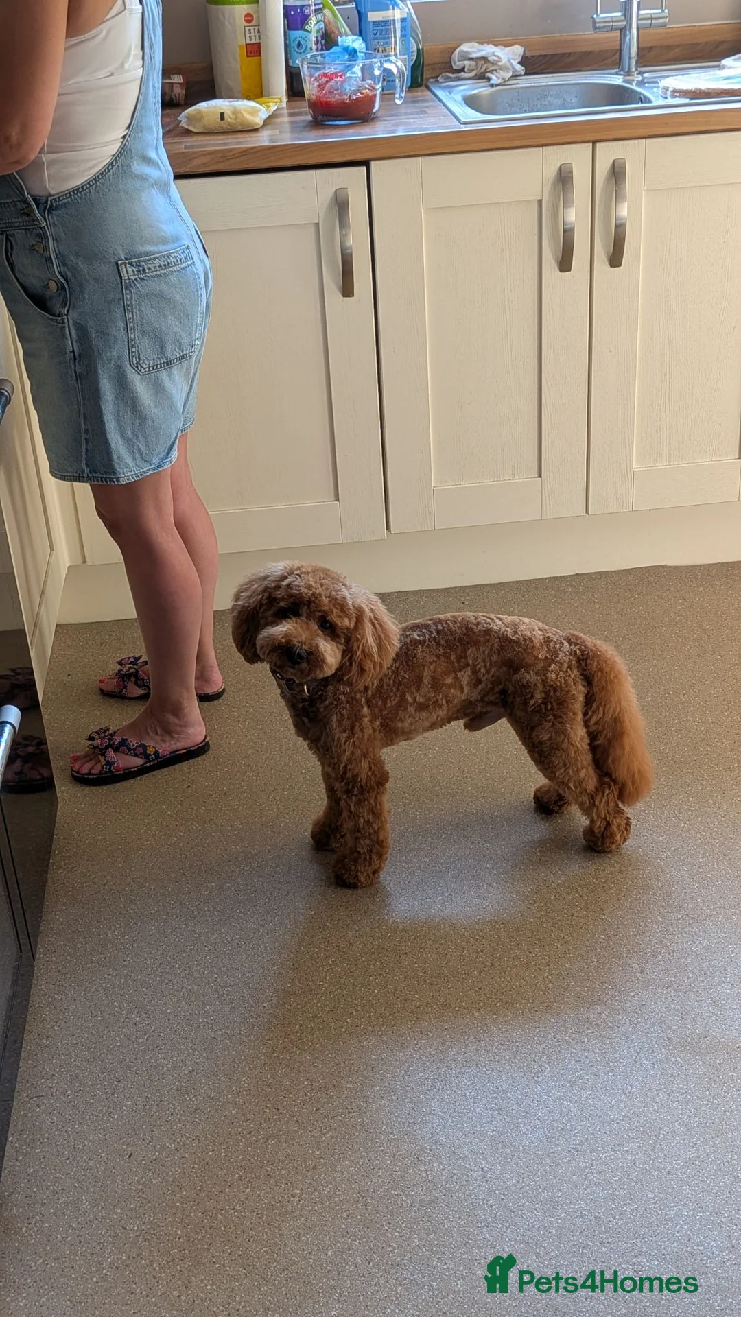 Miniature Poodle dogs for stud: KC Miniature Poodle 1st time Stud - Advert 2