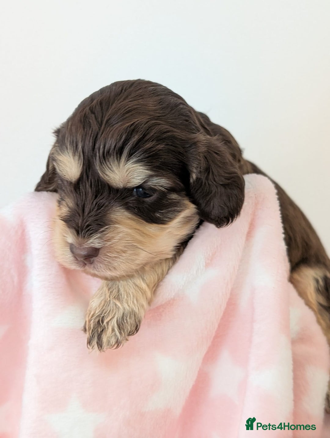 Cockapoo dogs for sale: Beautiful Cockapoo puppies 🐶 😍  - Image 1