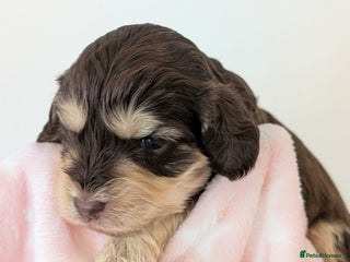 Cockapoo dogs - Advert 8