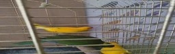 Parakeets birds for sale: For sale  - Advert 8