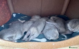 British Shorthair cats for sale: 6 BSH kittens for sale - Image 2