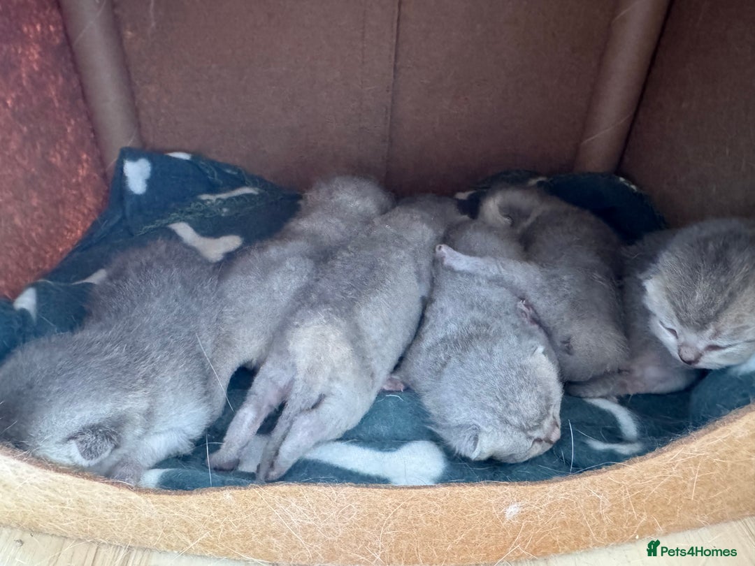 British Shorthair cats for sale: 6 BSH kittens for sale - Image 2
