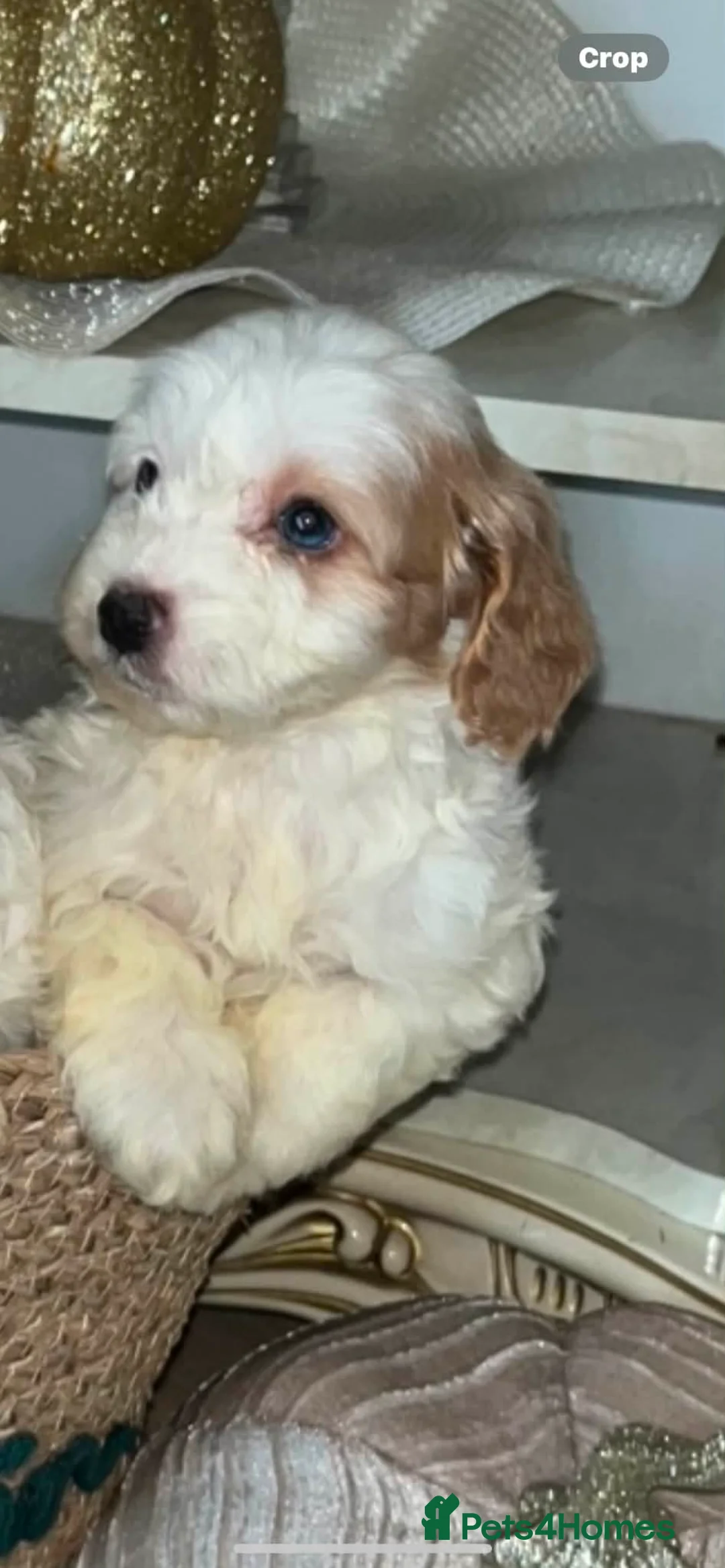 Cockapoo dogs for sale: F1 cockapoo in Tilbury - Advert 2