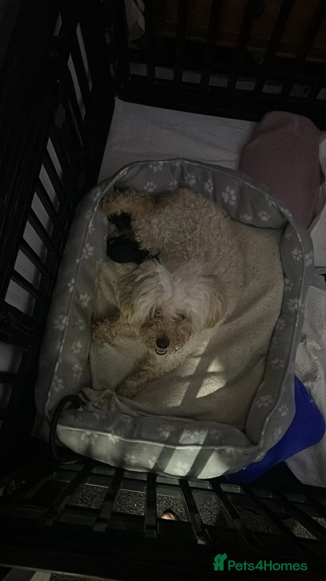 Poochon dogs for sale: poochon  - Advert 9