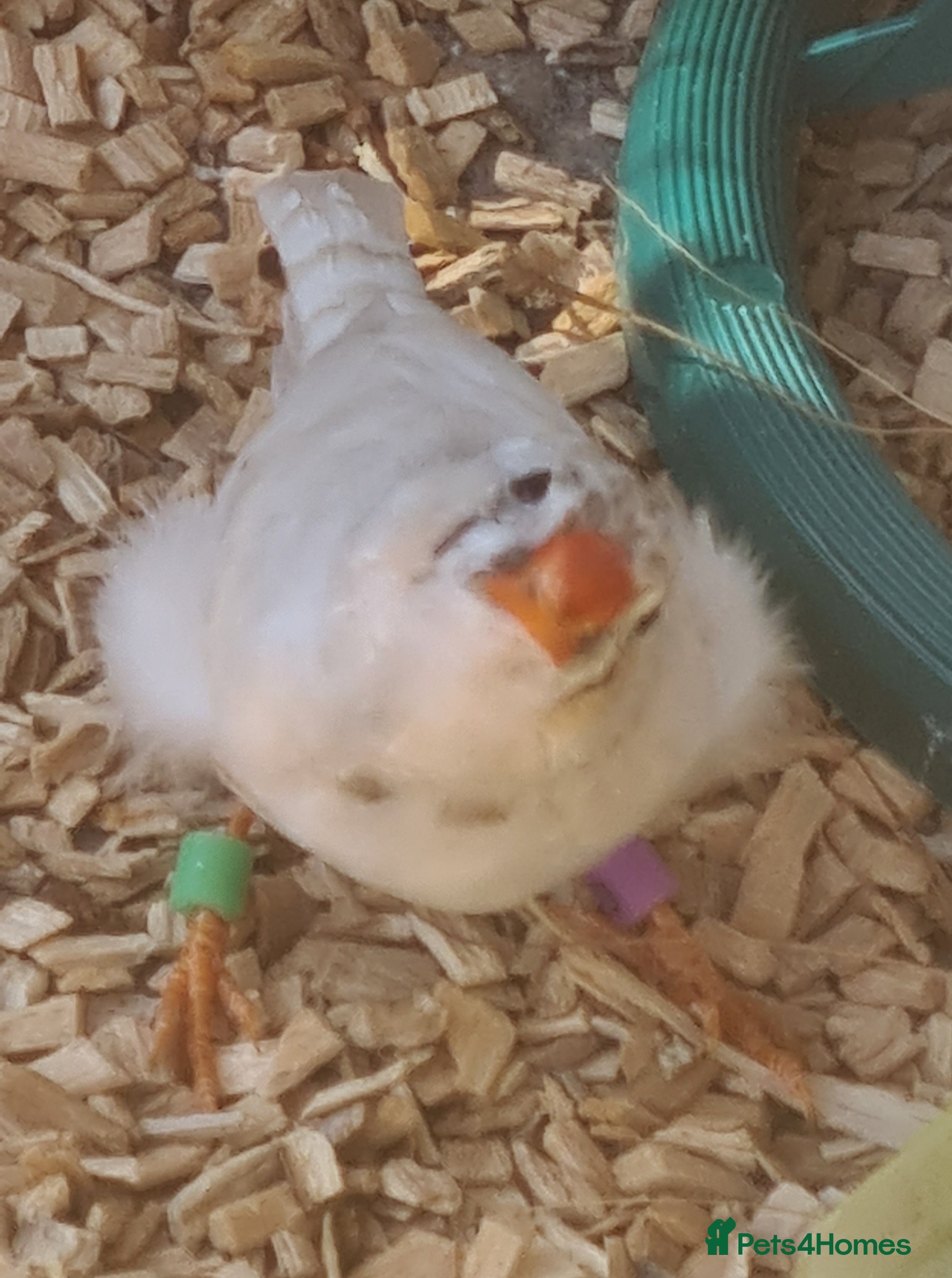 Finches birds CW zebra finch - Advert 1