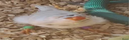 Finches birds for sale: CW zebra finch - Advert 1