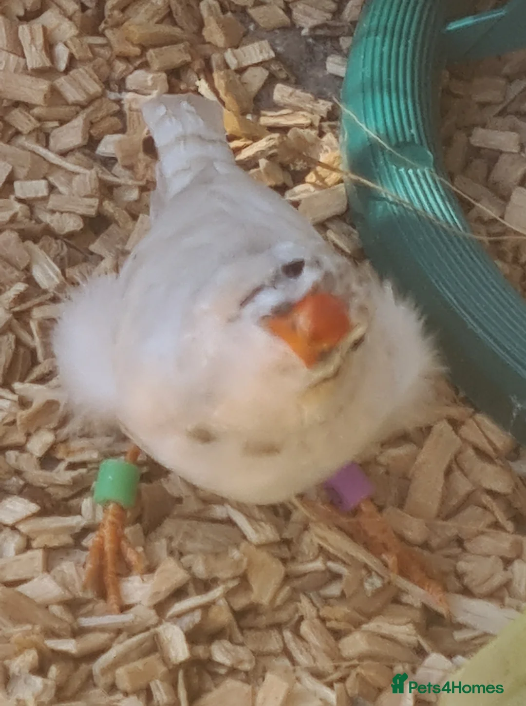 Finches birds for sale: CW zebra finch - Advert 1
