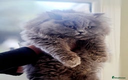 British Longhair cats for sale: TICA Beautiful Blue British Longhair Female - Image 30