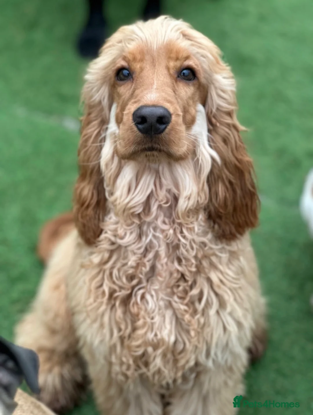 Cocker Spaniel dogs for sale: 9 month old KC RegisteredShow Cocker Spaniel Sonny - Advert 3