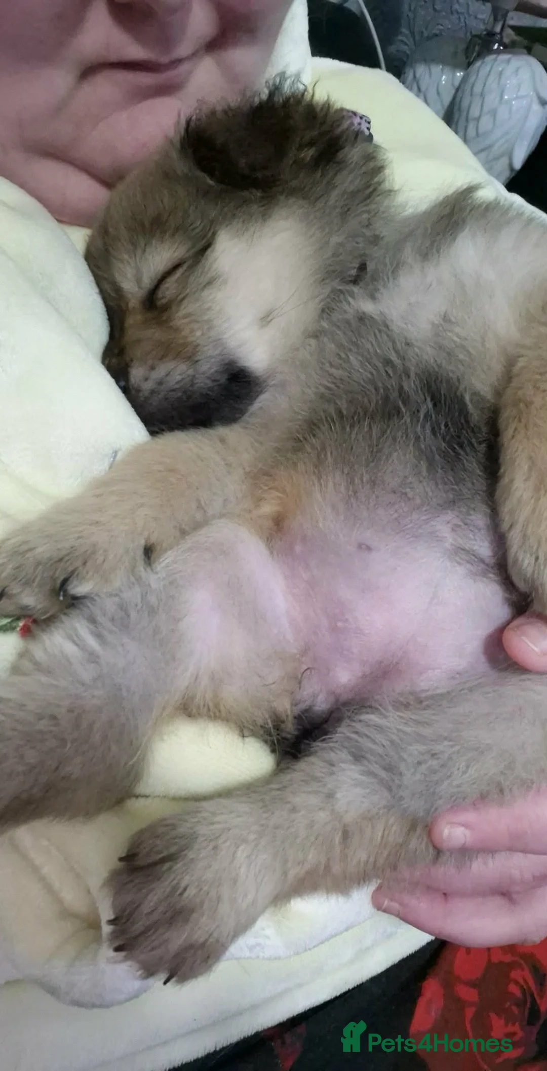 Chow Chow dogs for sale: Chow chow puppy for sale in South Shields - Advert 9