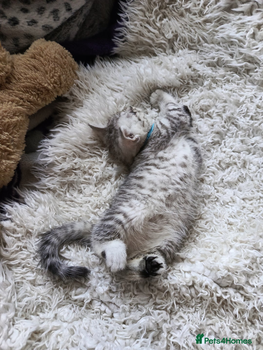 British Shorthair cats for sale: PUre tabby British short hair kittens - Image 15