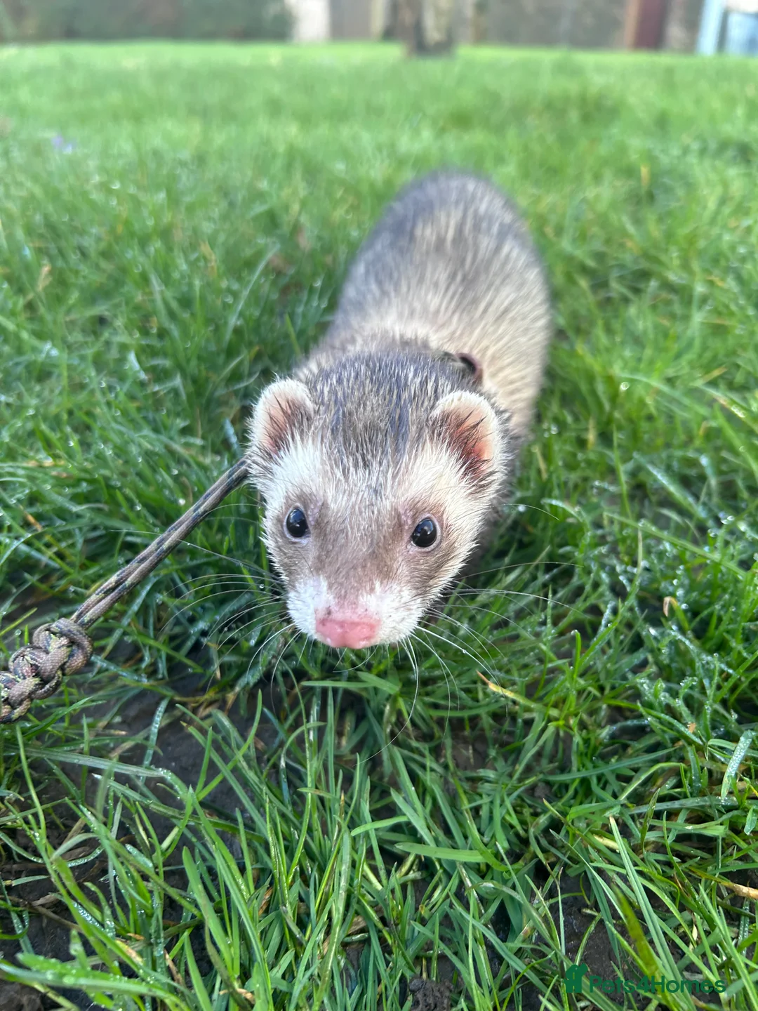 Ferret rodents for sale: Two Ferrets For Sale With Whole Set Up - Advert 2