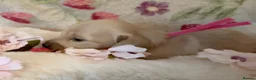 Miniature Dachshund dogs for sale: Cream long haired miniature dachshund puppies  - Advert 21