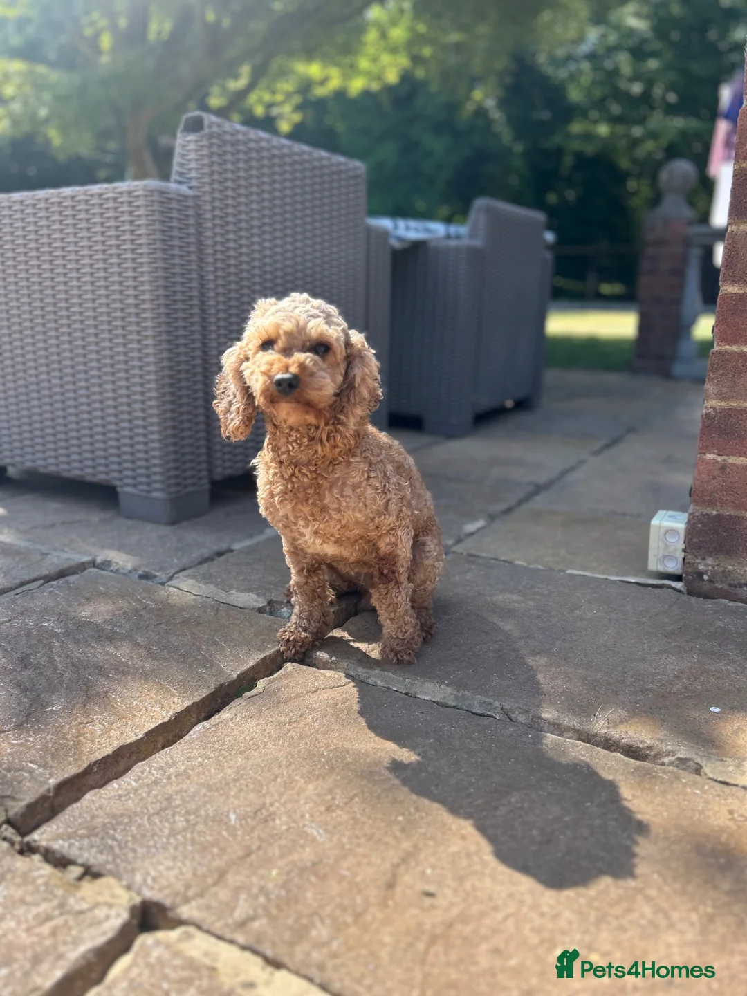 Cockapoo dogs for sale: Cavapoo  - Advert 2