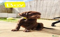 Labrador Retriever dogs for sale: Adorable Labrador Retriever Puppies  🐶💛 - Image 3