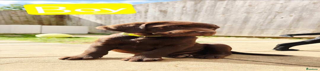 Labrador Retriever (yellow) 
