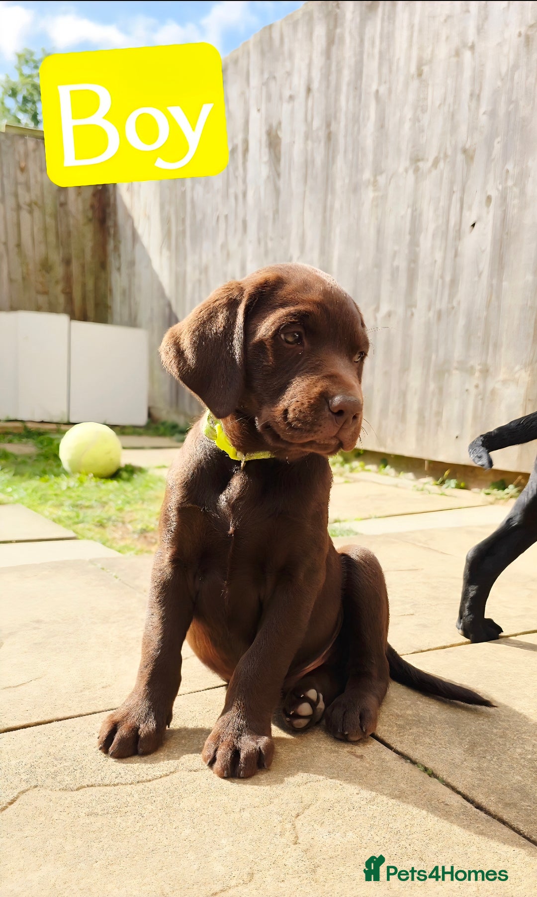 Labrador Retriever dogs for sale: Adorable Labrador Retriever Puppies  🐶💛 - Image 3