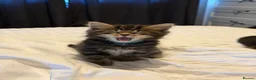 Mixed Breed cats for sale: BEAUTIFUL HOME REARED TABBY KITTENS ready 19/08/26 - Advert 5