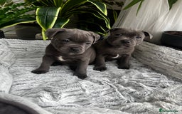 Staffordshire Bull Terrier dogs for sale: 🔷 Pharaon Champion Line Pups 🔷 in Wolverhampton - Image 31