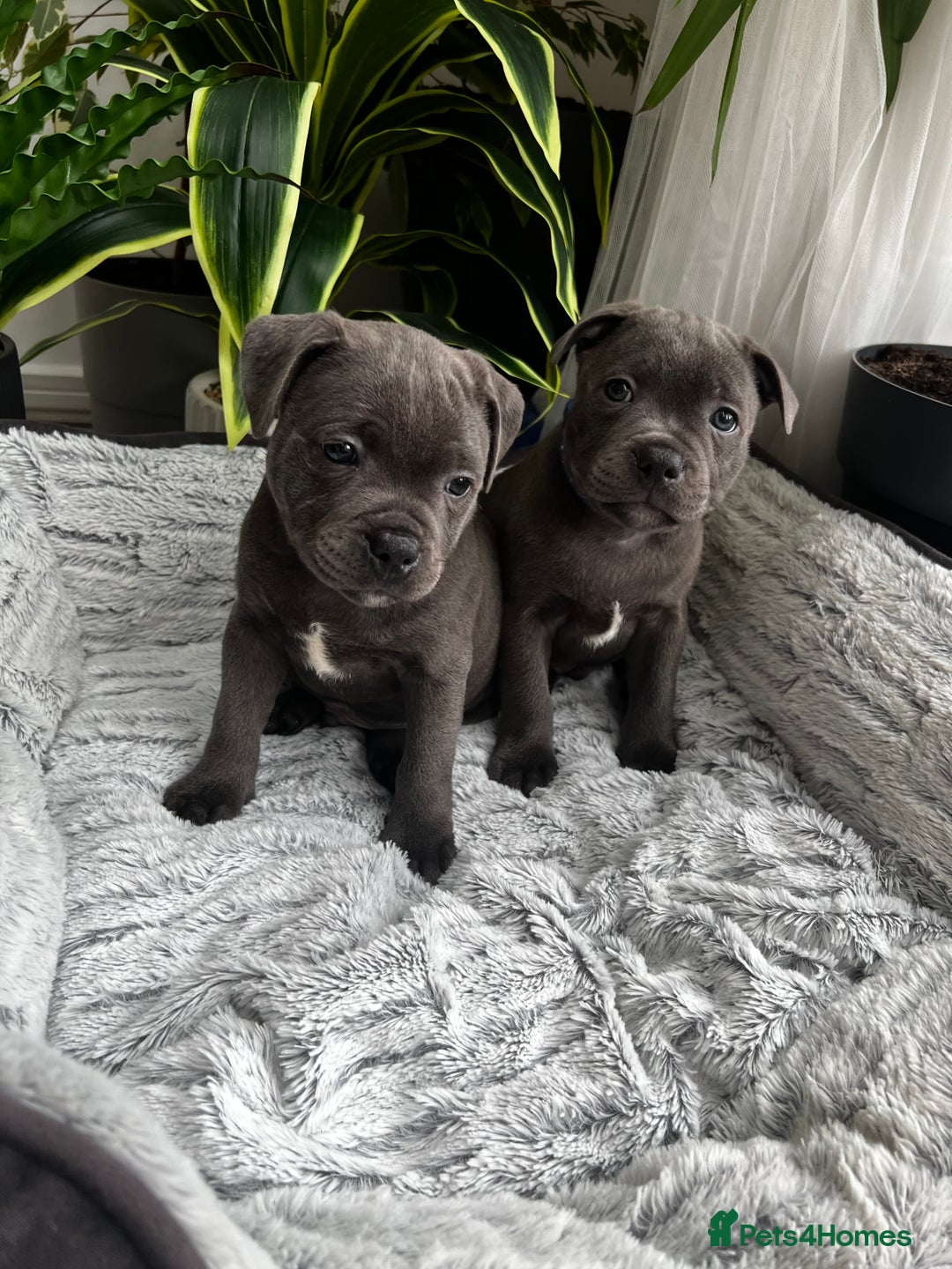 Staffordshire Bull Terrier dogs for sale: 🔷 Pharaon Champion Line Pups 🔷 in Wolverhampton - Image 31