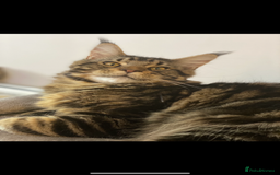 Maine Coon cats for sale: GCCF pedigree Maine Coons  - Image 6