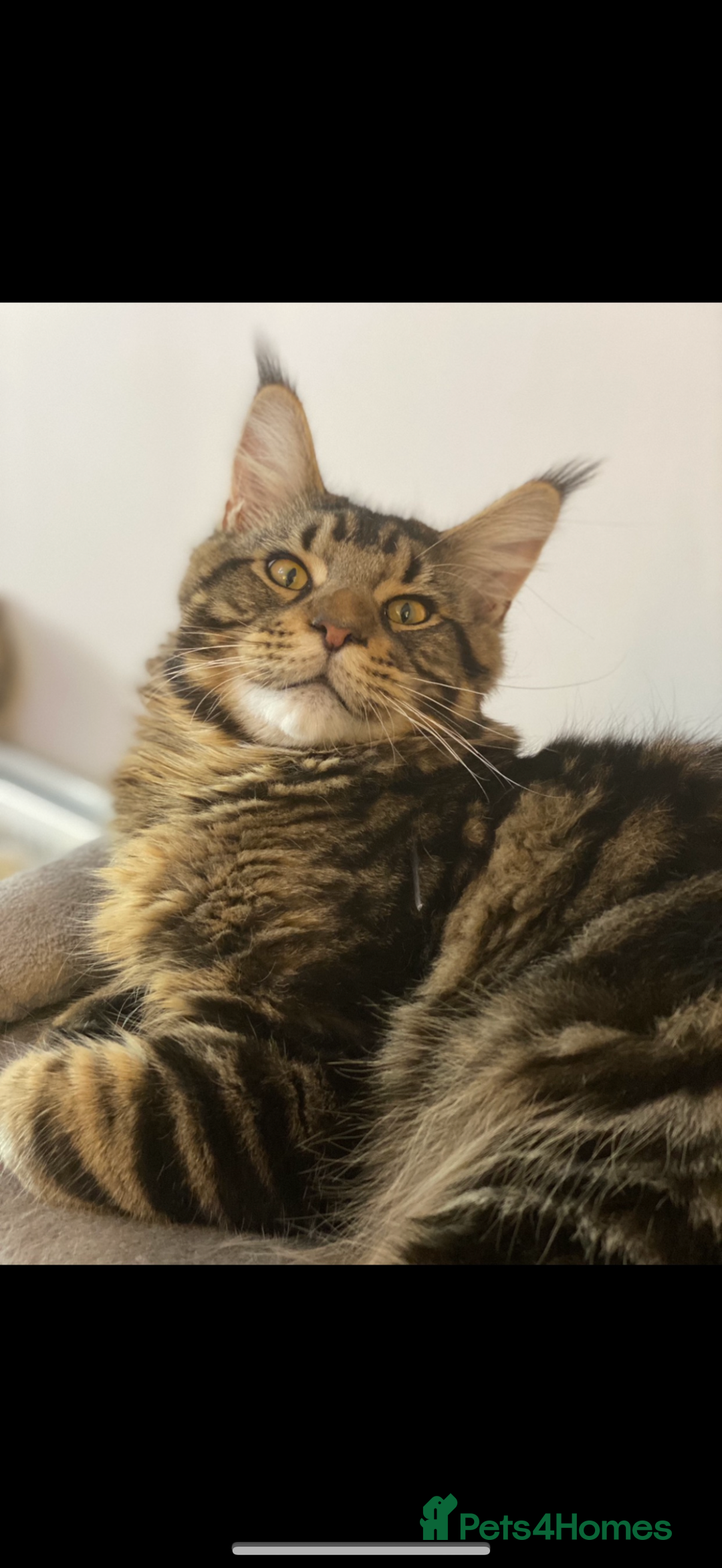 Maine Coon cats for sale: GCCF pedigree Maine Coons  - Image 6