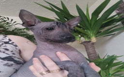 Mexican Hairless dogs for sale: Mexican hair less puppy - Image 3