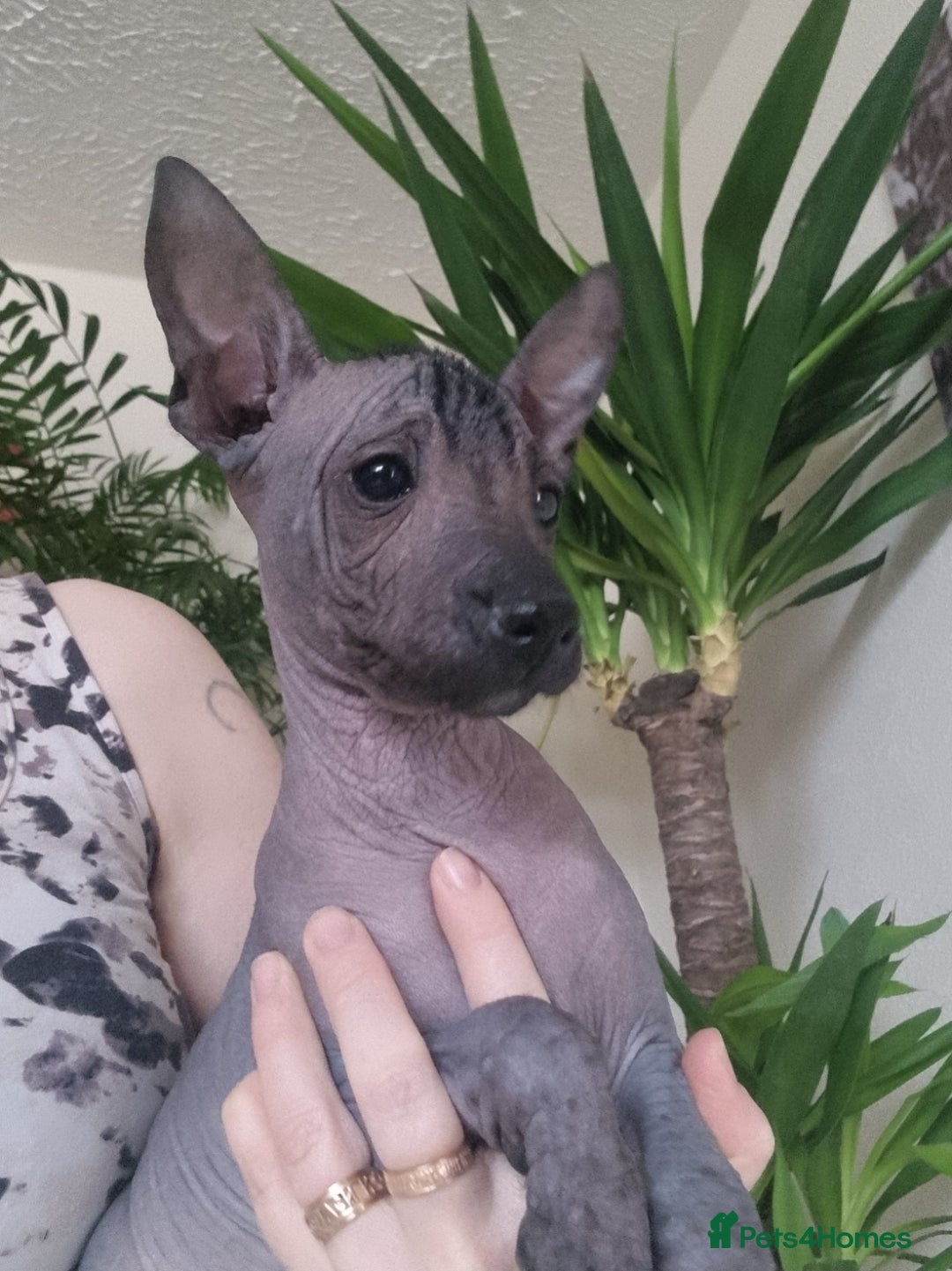 Mexican Hairless dogs for sale: Mexican hair less puppy - Image 3