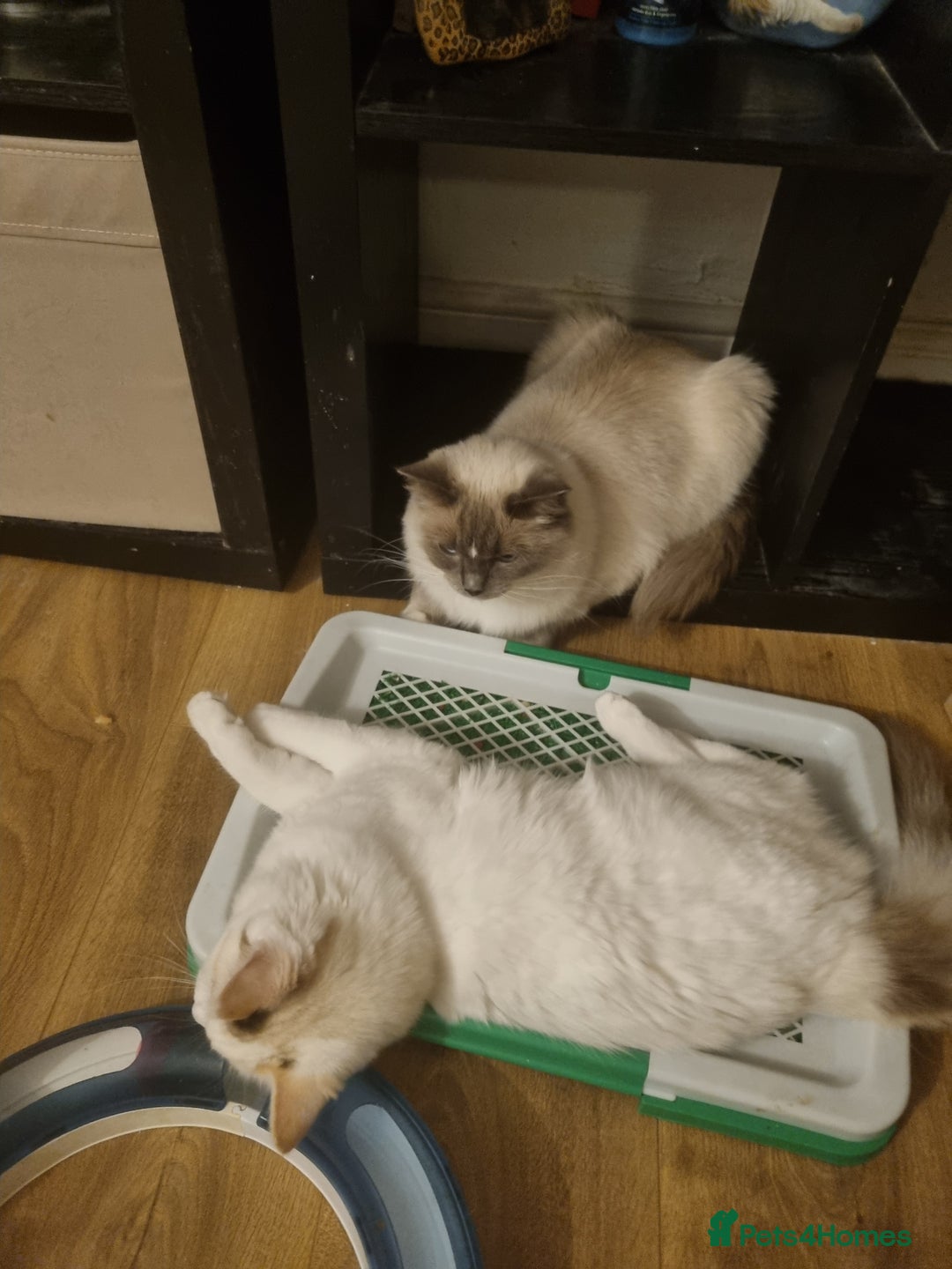 Ragdoll cats for sale: Ragdoll Bicollor girls - Advert 7