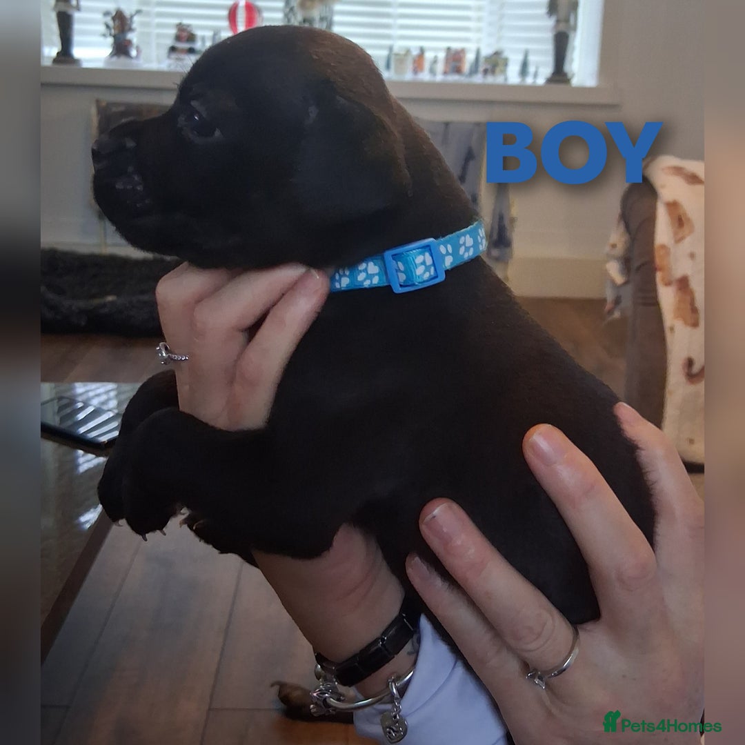 Staffordshire Bull Terrier dogs for sale: Staffordshire bull terrier puppies  - Advert 9