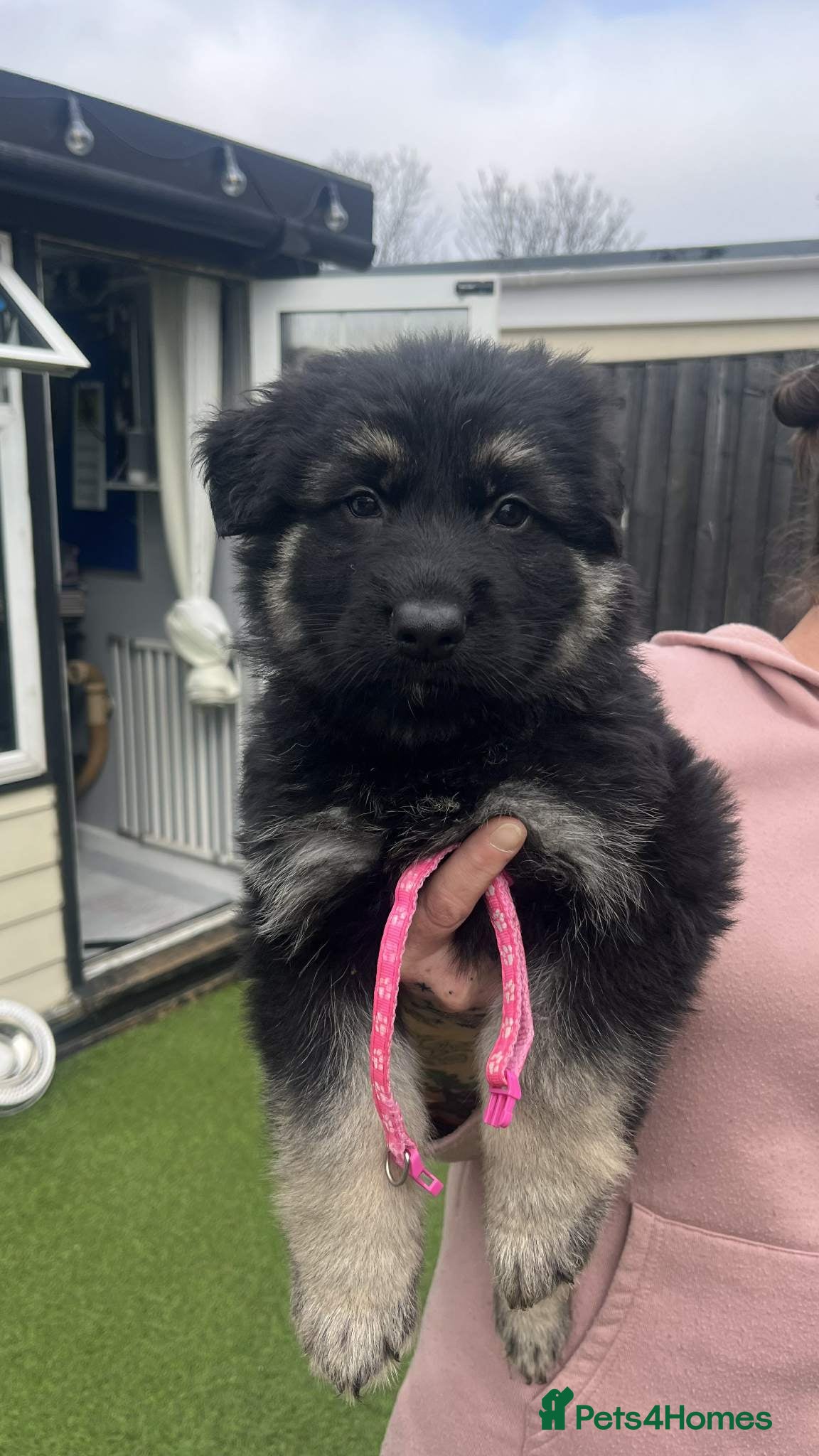 German Shepherd dogs Ready soon German Shepherd very big chunky pups - Advert 2