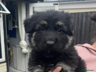 German Shepherd dogs Ready soon German Shepherd very big chunky pups - Advert 2