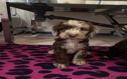 Cockapoo dogs for sale: Cockapoos ready now  - Image 11