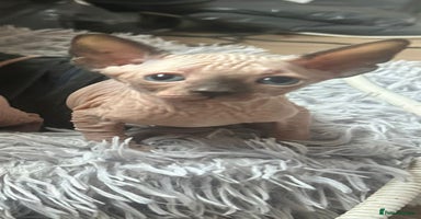 Sphynx cats - Advert 11