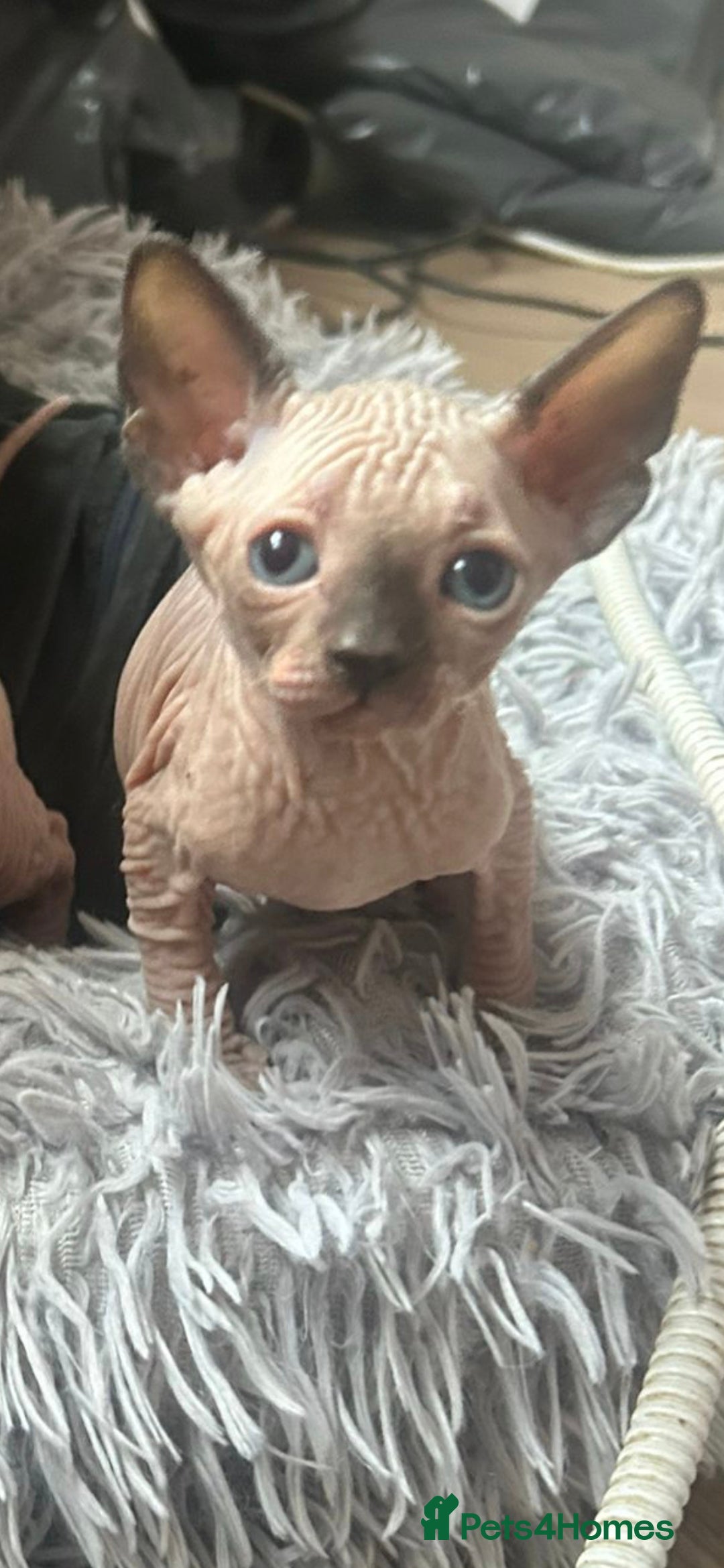 Sphynx cats for sale: Odd eyed Male & seal point female 🩵 - Image 2