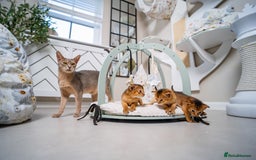 Abyssinian cats for sale: Champion Line Abyssinians- Rare Beauty- TICA reg. - Image 8