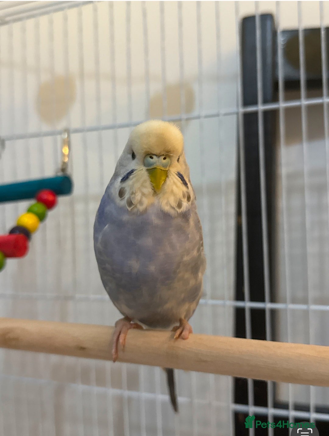 Budgerigars birds for sale: 2 male budgies for sale-cage+accessories included - Image 4