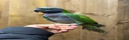 Parakeets birds for sale: Lord darbyan - Advert 6