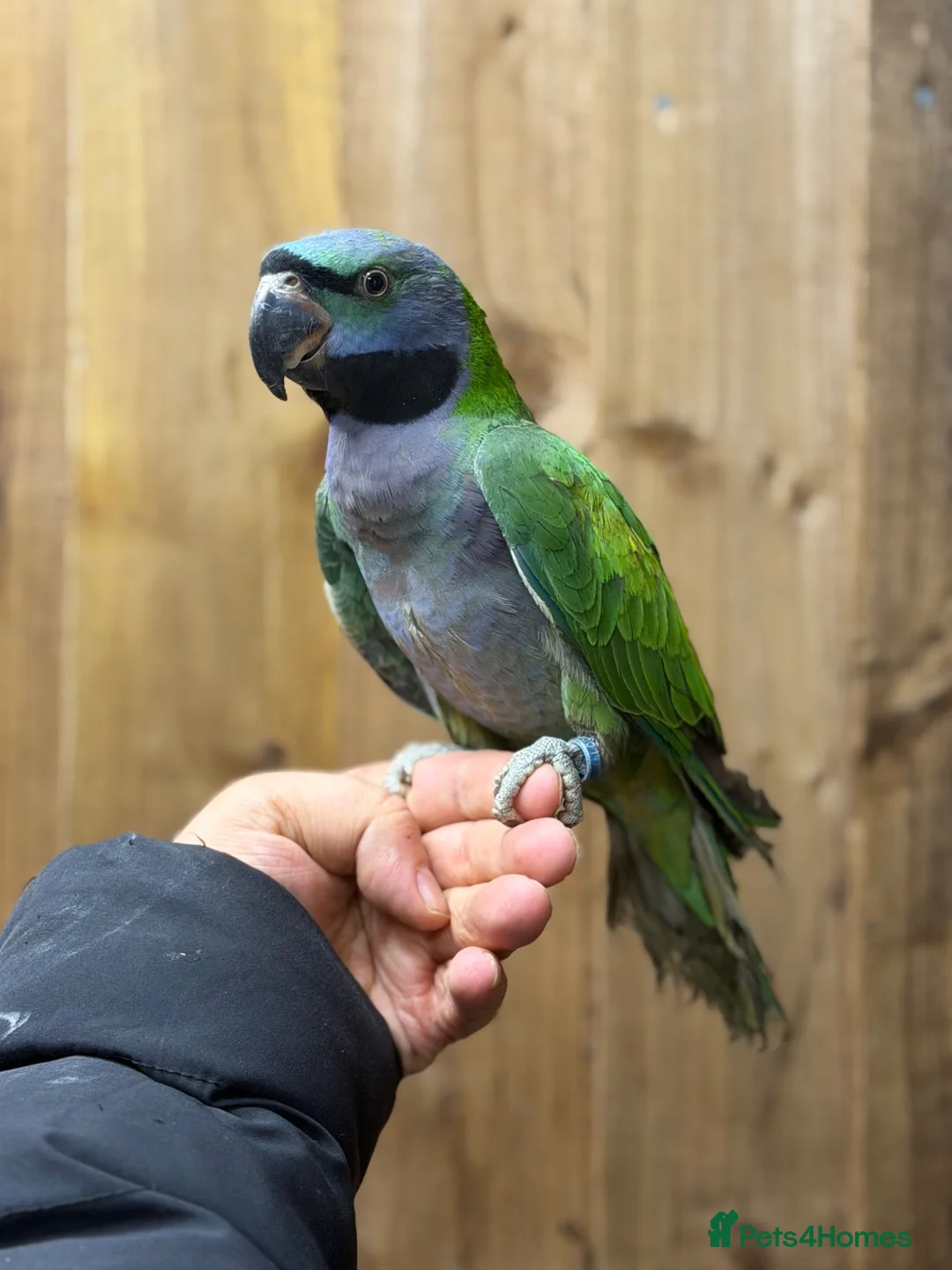 Parakeets birds for sale: Lord darbyan - Advert 6